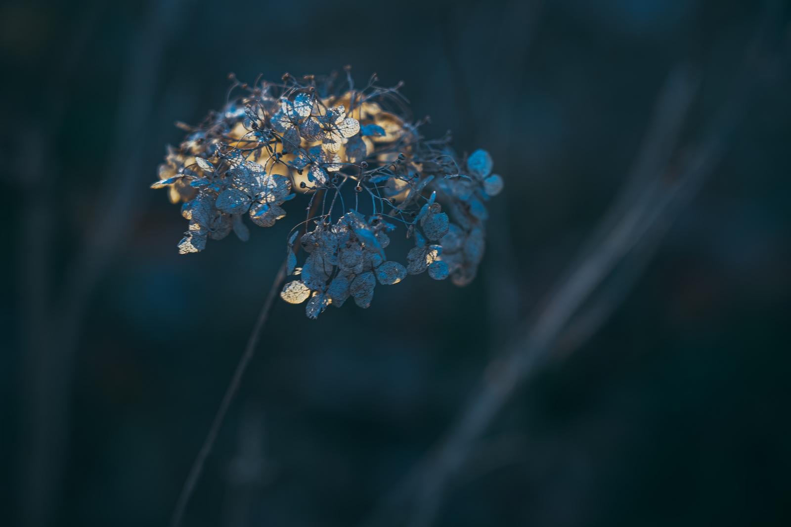 「枯れながらも美しさを残す紫陽花」の写真