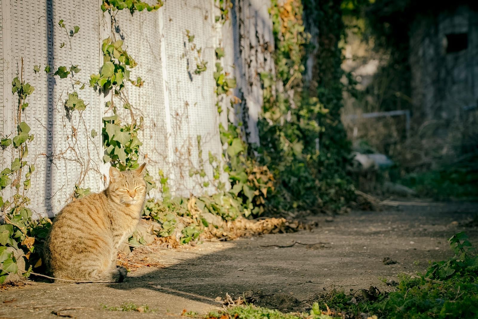 「陽だまりの中でのんびり過ごす猫」の写真