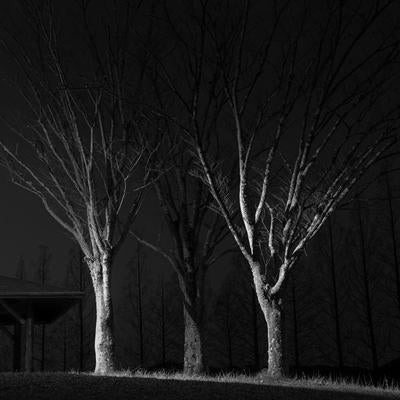 夜の街灯に照らされる樹木の写真