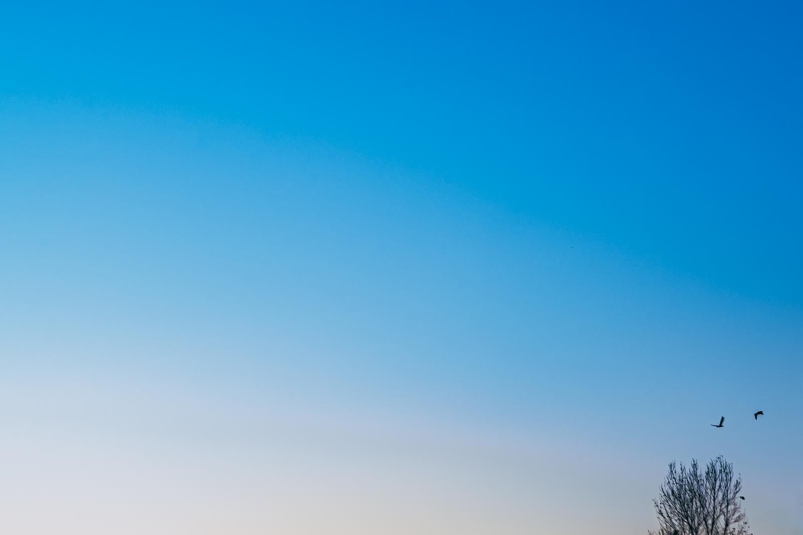 「夕暮れと鳥たち」の写真