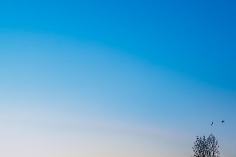 夕暮れと鳥たちの写真