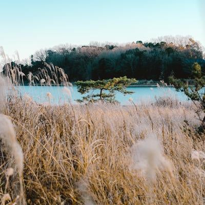 静寂の湖畔と風に揺れるススキの写真