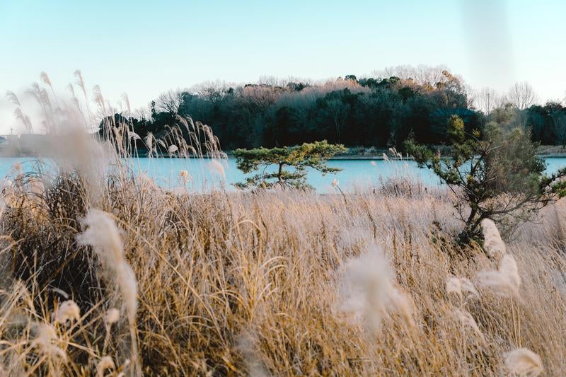 静寂の湖畔と風に揺れるススキの写真