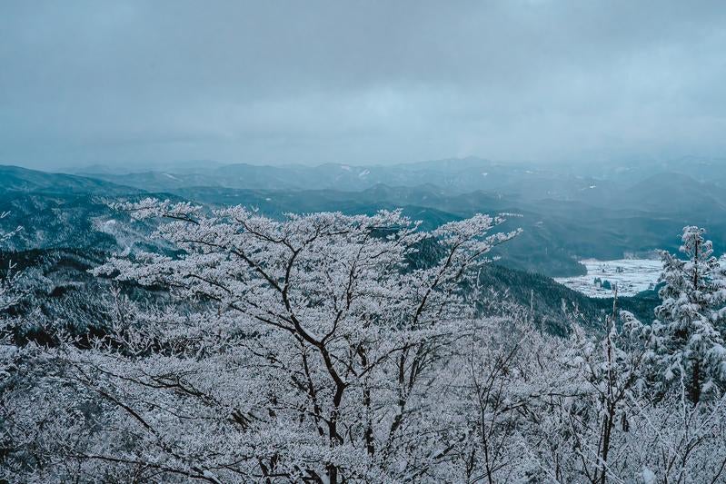 天狗棚展望台からの木々の写真