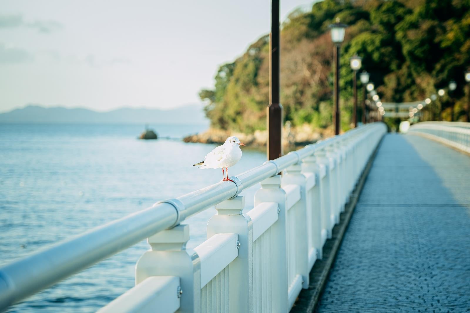 「海風に吹かれるユリカモメ（愛知県蒲郡市竹島）」の写真