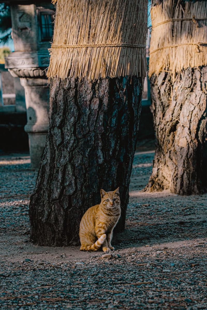 「藁囲いの木の下でのんびりと過ごす猫」の写真