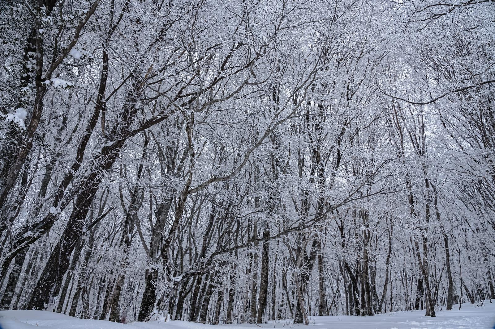 「静寂に包まれた冬の森（木園地）」の写真