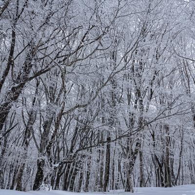 静寂に包まれた冬の森（面ノ木園地）の写真