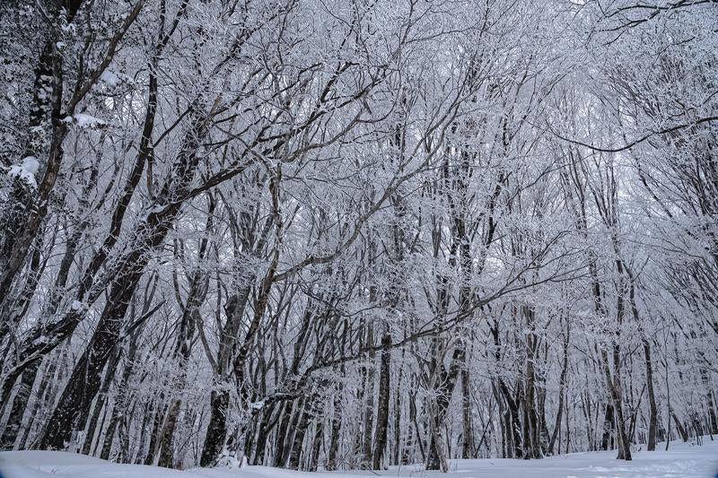 静寂に包まれた冬の森（面ノ木園地）の写真