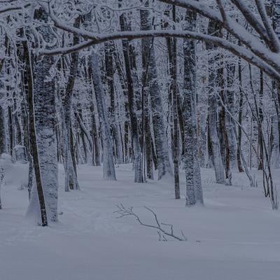 足跡ひとつない真っ白な雪原が広がる白銀の世界の写真