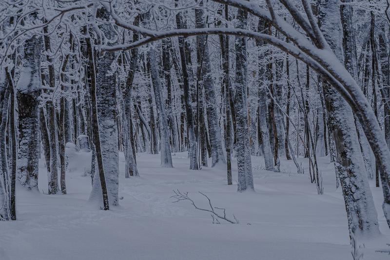 足跡ひとつない真っ白な雪原が広がる白銀の世界の写真