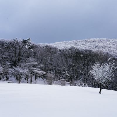一面の雪原と霧氷に覆われた樹々の連なり（愛知県豊田市面）の写真