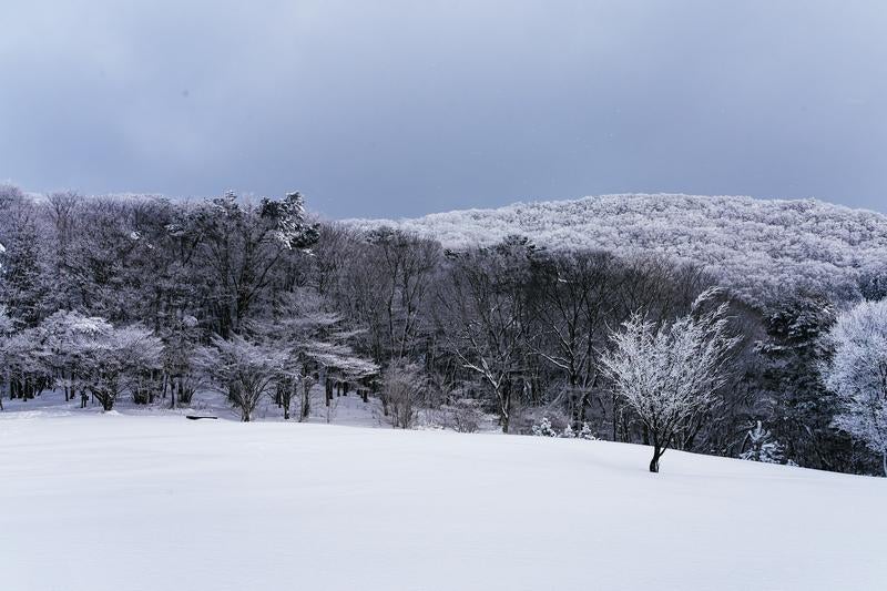 一面の雪原と霧氷に覆われた樹々の連なり（愛知県豊田市面）の写真