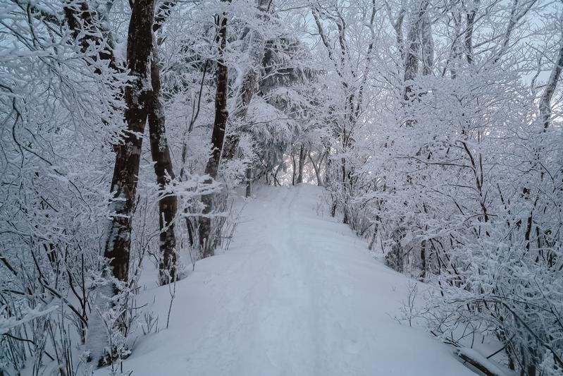 雪に覆われた小道に残る轍の写真