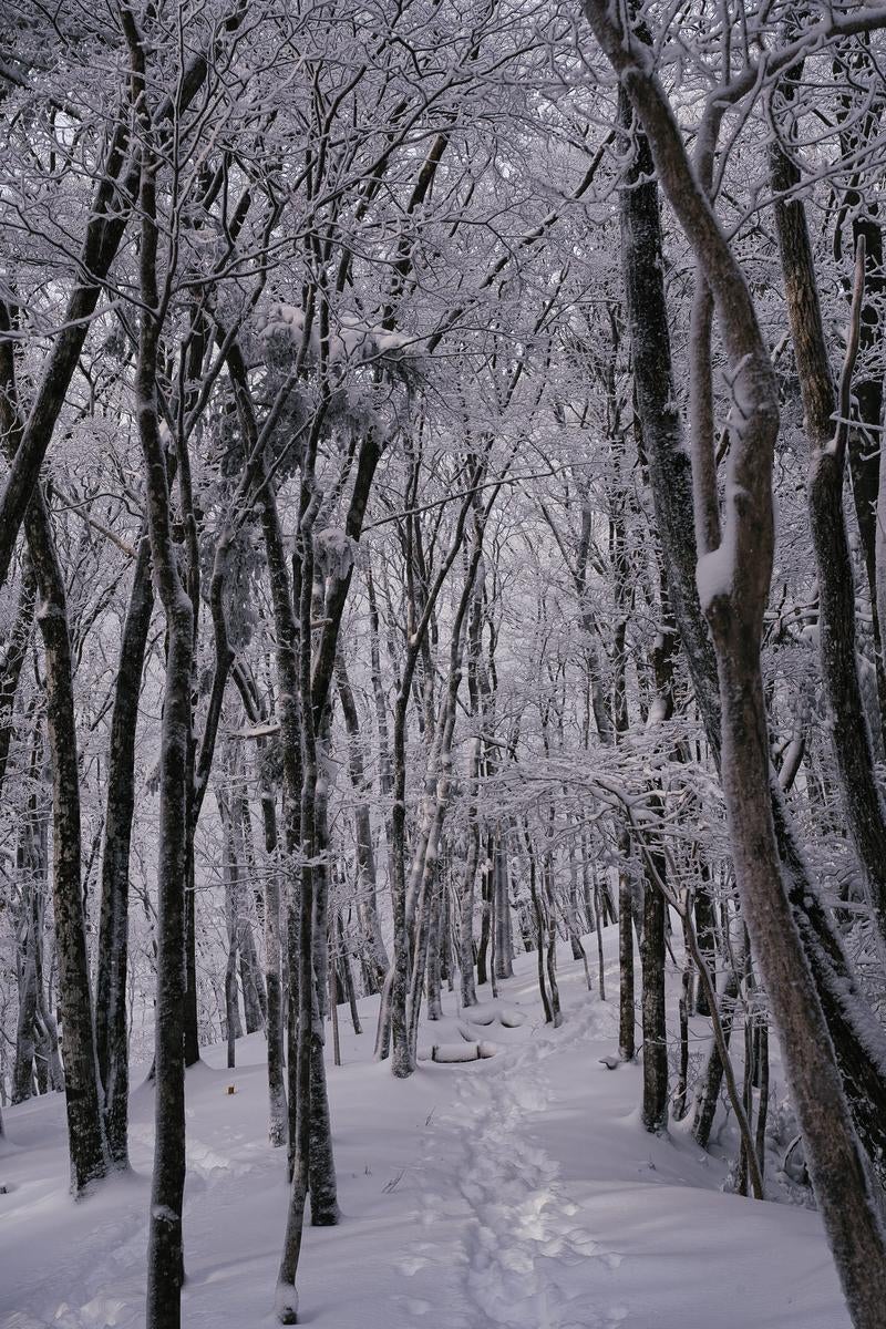 足跡が続く雪道の写真