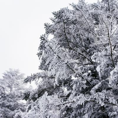 冬の厳しい寒さに包まれた木園地の霧氷の素材