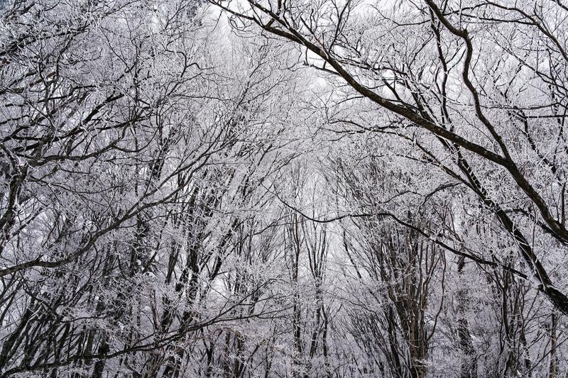 繊細な氷の結晶が美しい模様を描く霧氷の世界の写真