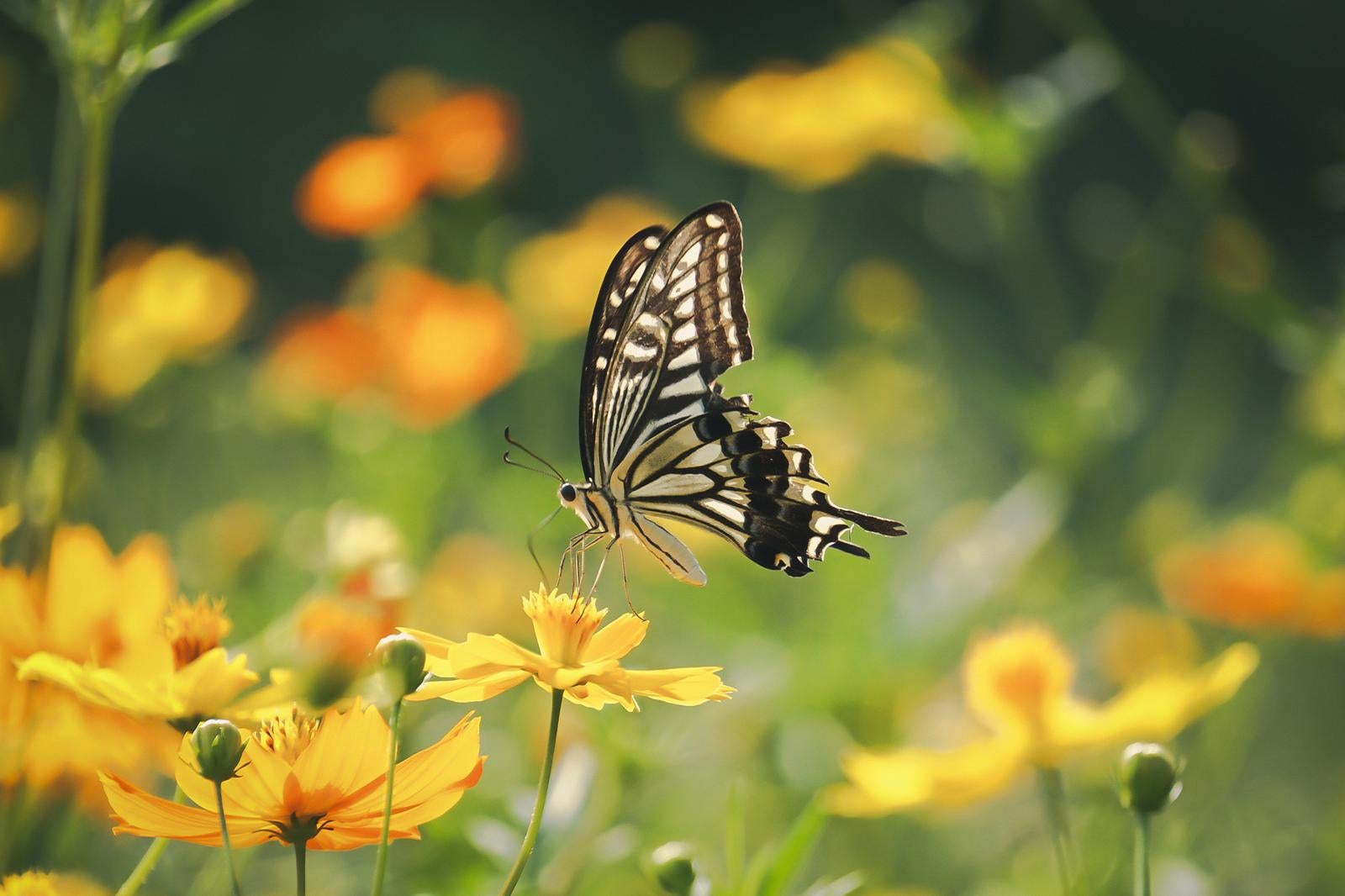 黒い縞模様の翅のアゲハチョウが黄色いコスモスに止まっている