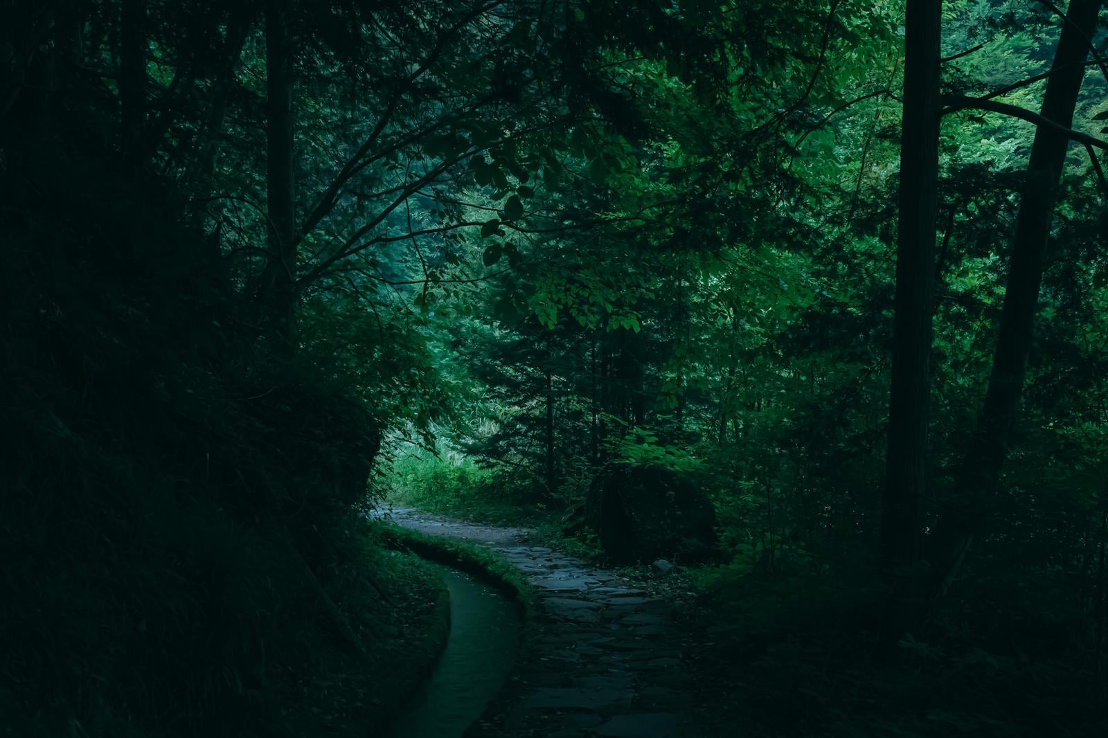 「付知峡の陰った遊歩道」の写真