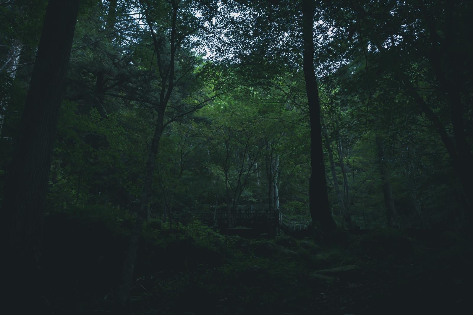 「陰った付知峡の森林」の写真