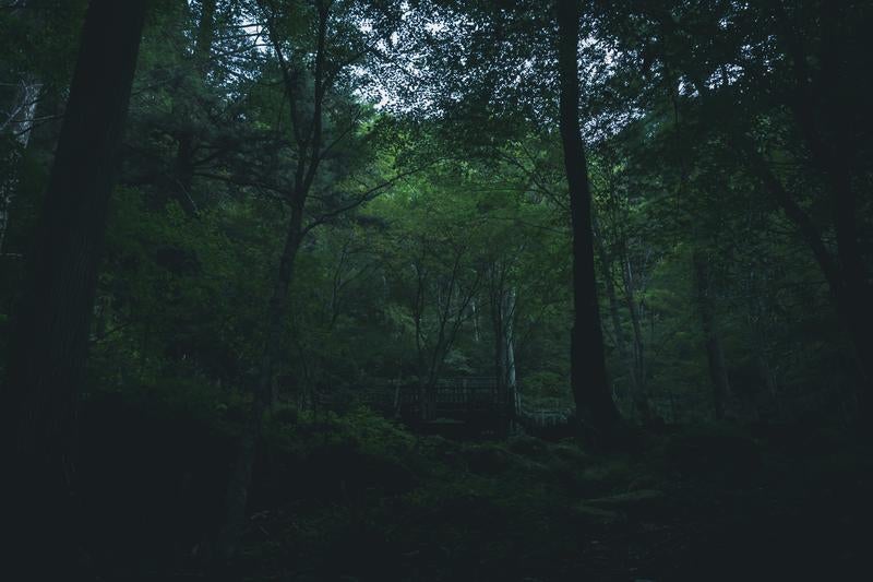 陰った付知峡の森林の写真