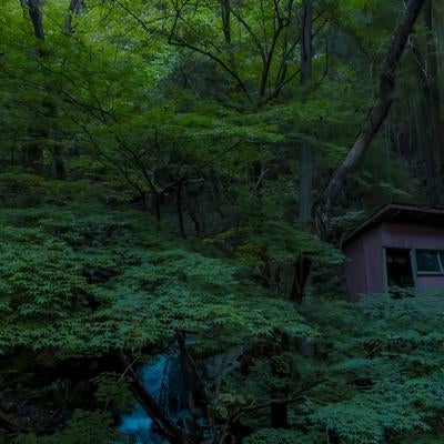 付知峡の深い森の中に佇む傾いた小屋の写真