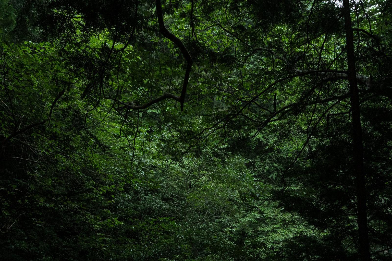 「付知峡の森の枝葉」の写真