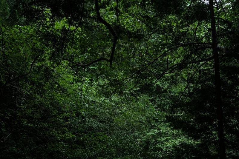 付知峡の森の枝葉の写真