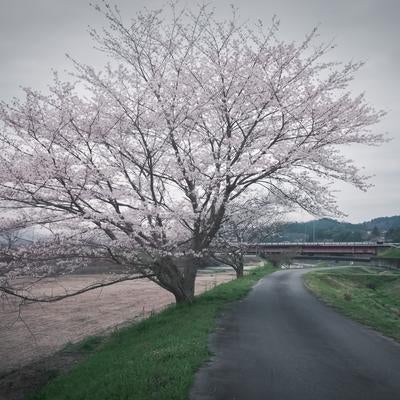 どんよりかげっても美しく咲く桜の写真