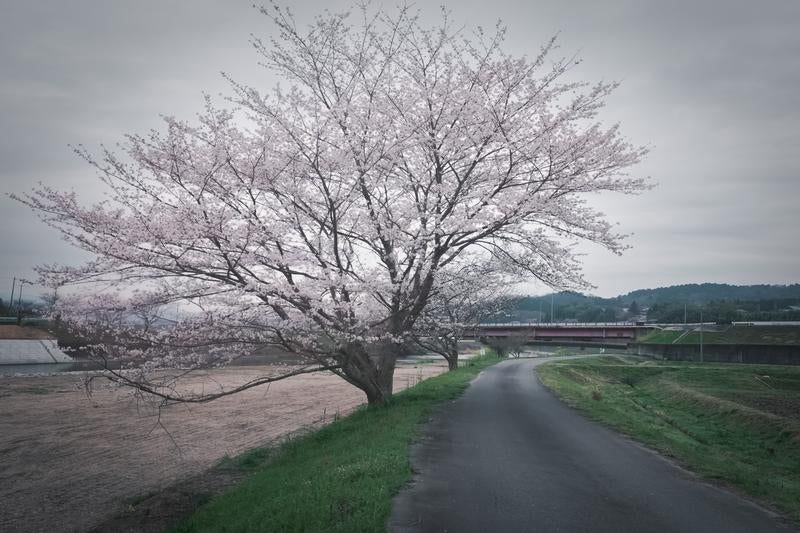 どんよりかげっても美しく咲く桜の写真