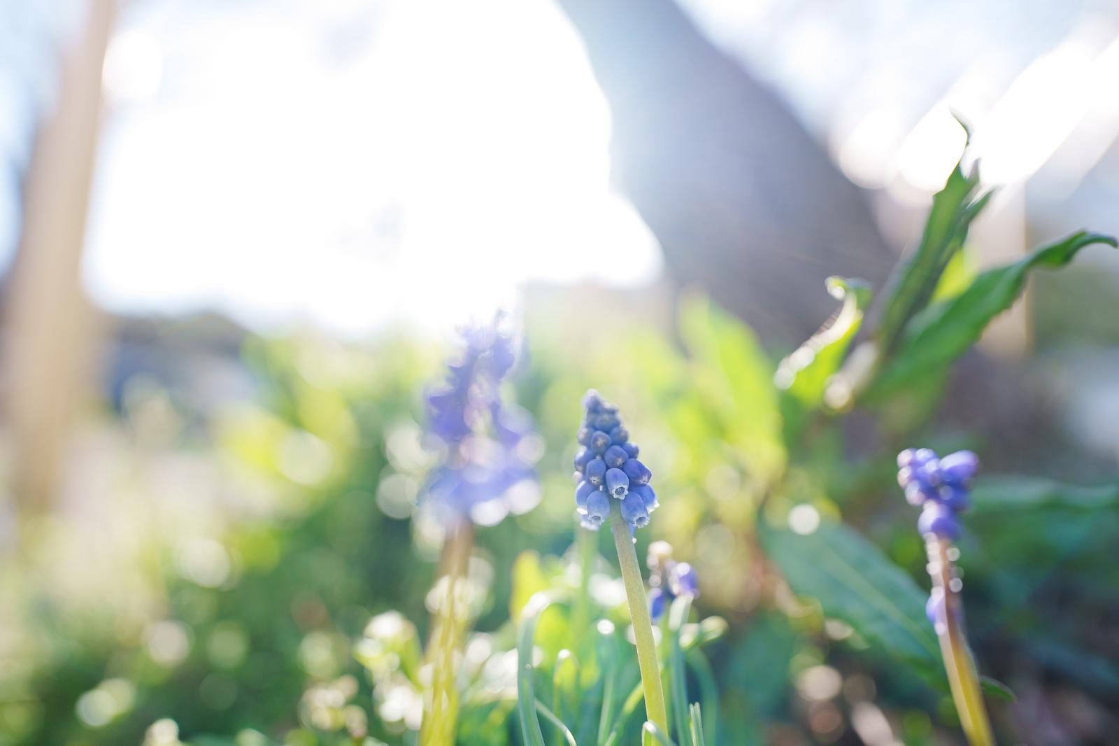 「日差しを浴びた青いムスカリが咲いている様子」の写真