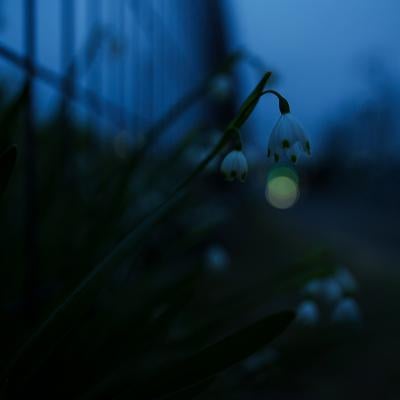 日暮れ時に咲くスズランスイセンの写真