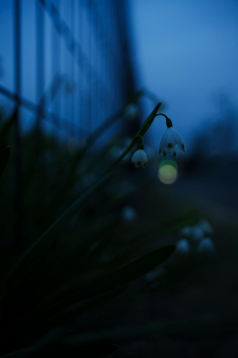 日暮れ時に咲くスズランスイセンの写真
