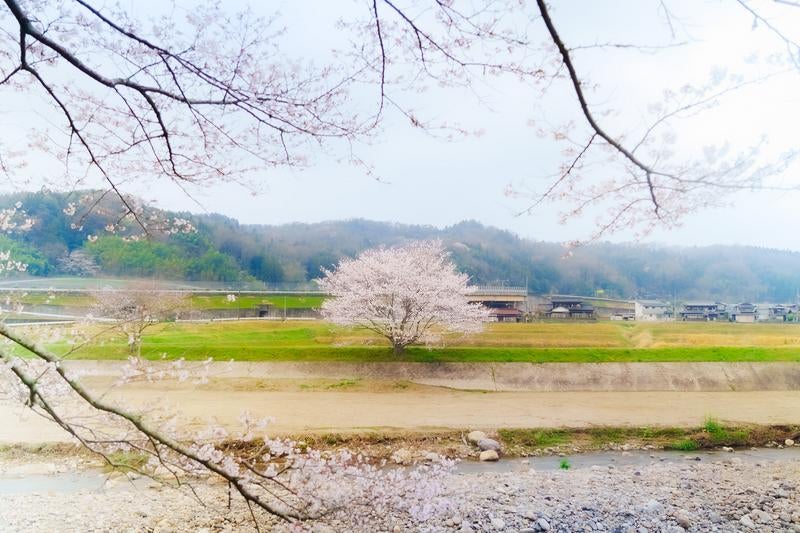 堤防沿いに咲く桜の写真
