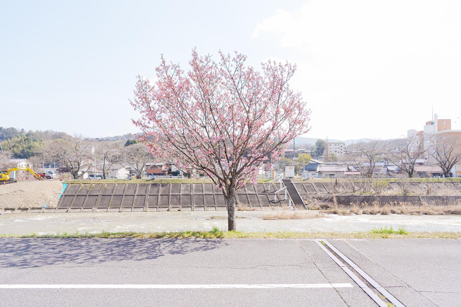 「堤防沿いに咲く梅」の写真