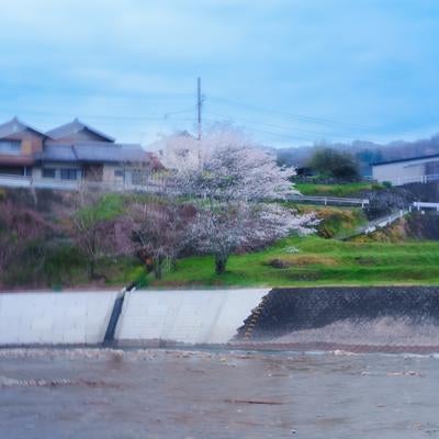 朝靄に揺れる早朝の桜の写真