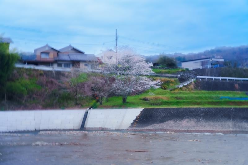 朝靄に揺れる早朝の桜の写真