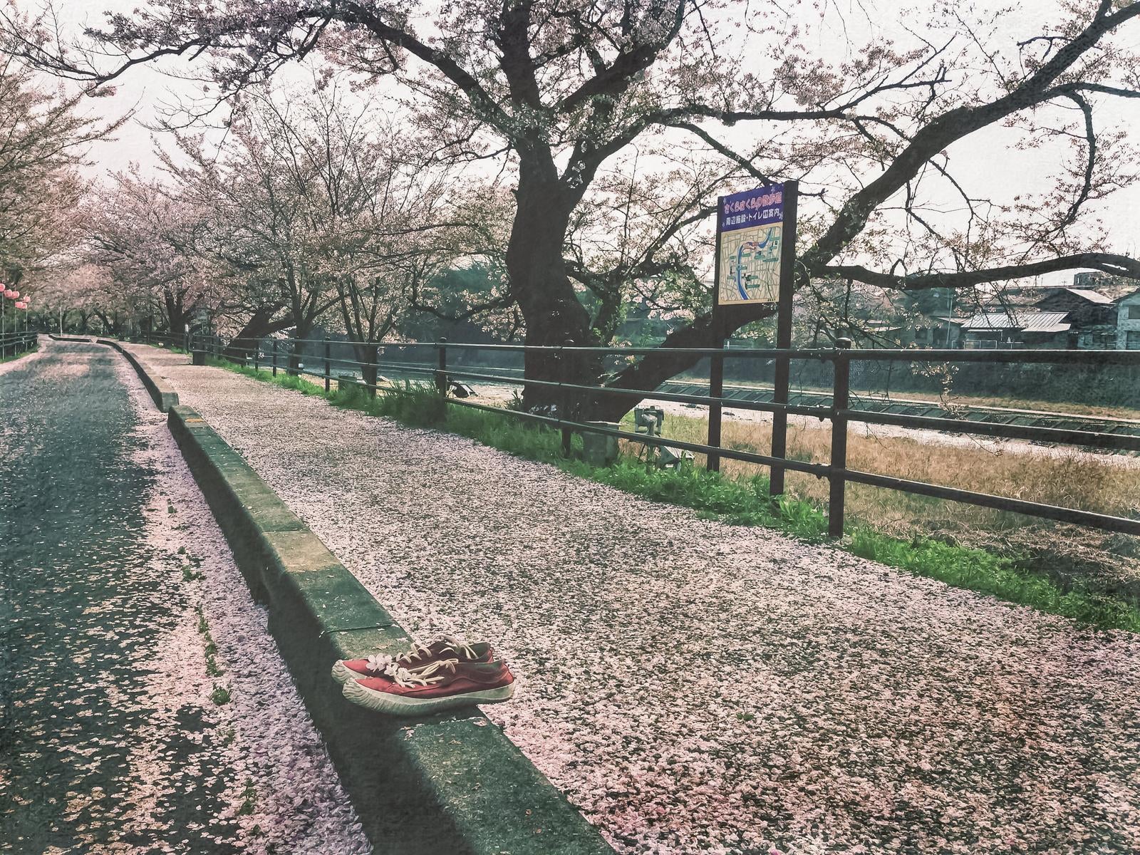 「歩道に満ちた桜の落ち葉と脱がれたシューズ」の写真