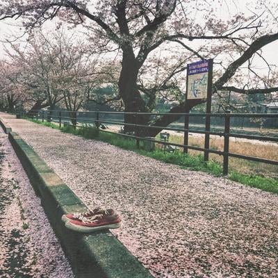 歩道に満ちた桜の落ち葉と脱がれたシューズの写真