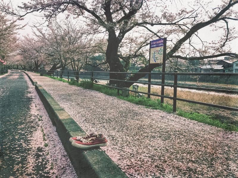 歩道に満ちた桜の落ち葉と脱がれたシューズの写真