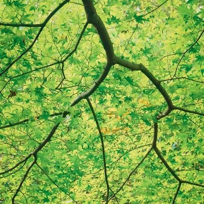 青もみじが生い茂る枝が広がり見上げた風景の写真