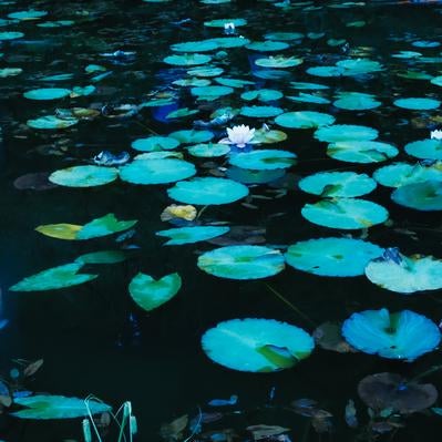 水面に浮かぶたくさんの睡蓮の葉と錦鯉の写真