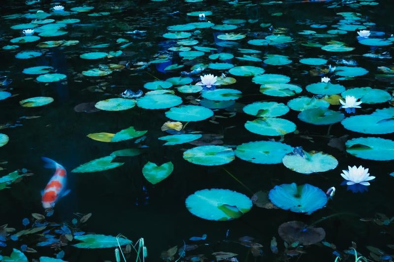 水面に浮かぶたくさんの睡蓮の葉と錦鯉の写真