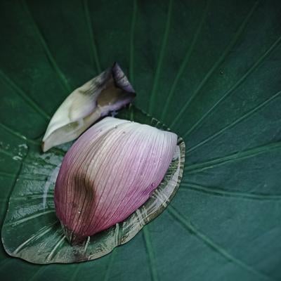 蓮の葉に落ちたピンク色の花びらの写真