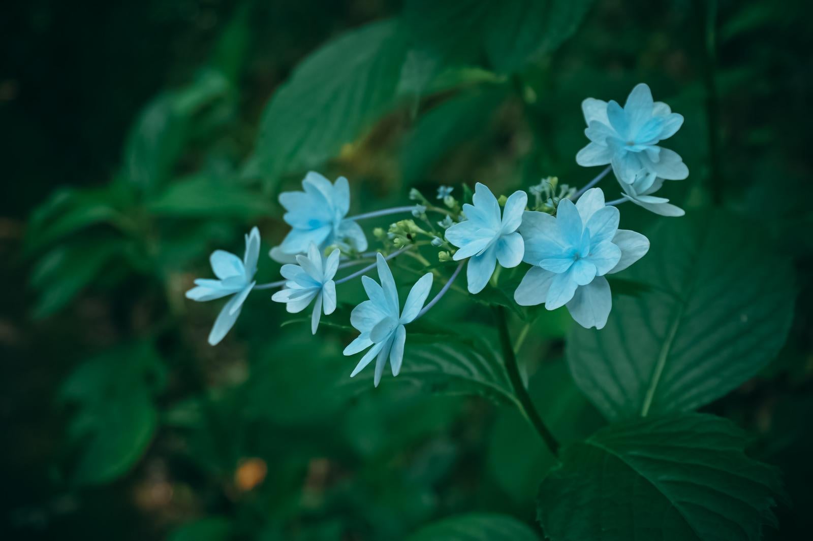 「暗がりの青い紫陽花の花びら」の写真
