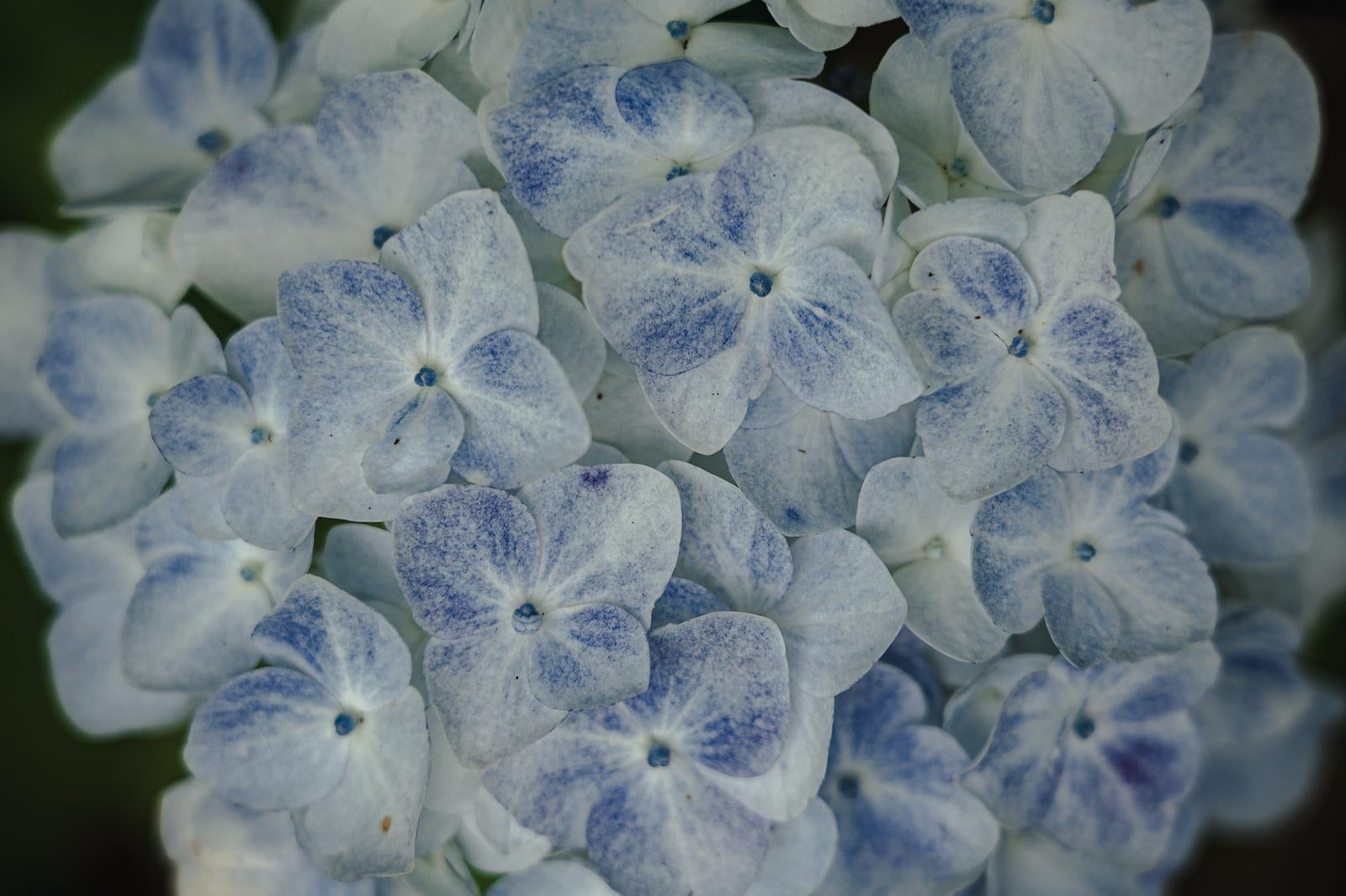 「青と白に染まり始めたアジサイの装飾花」の写真