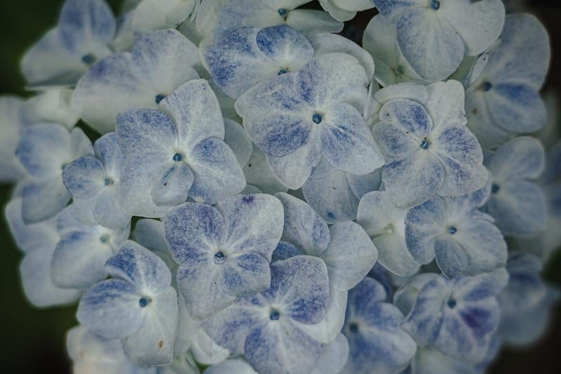 青と白に染まり始めたアジサイの装飾花の写真
