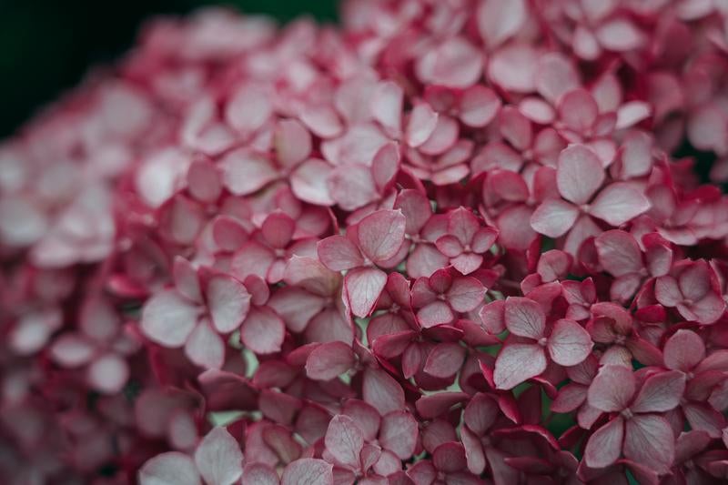 装飾花をピンク色に染めるアジサイの写真