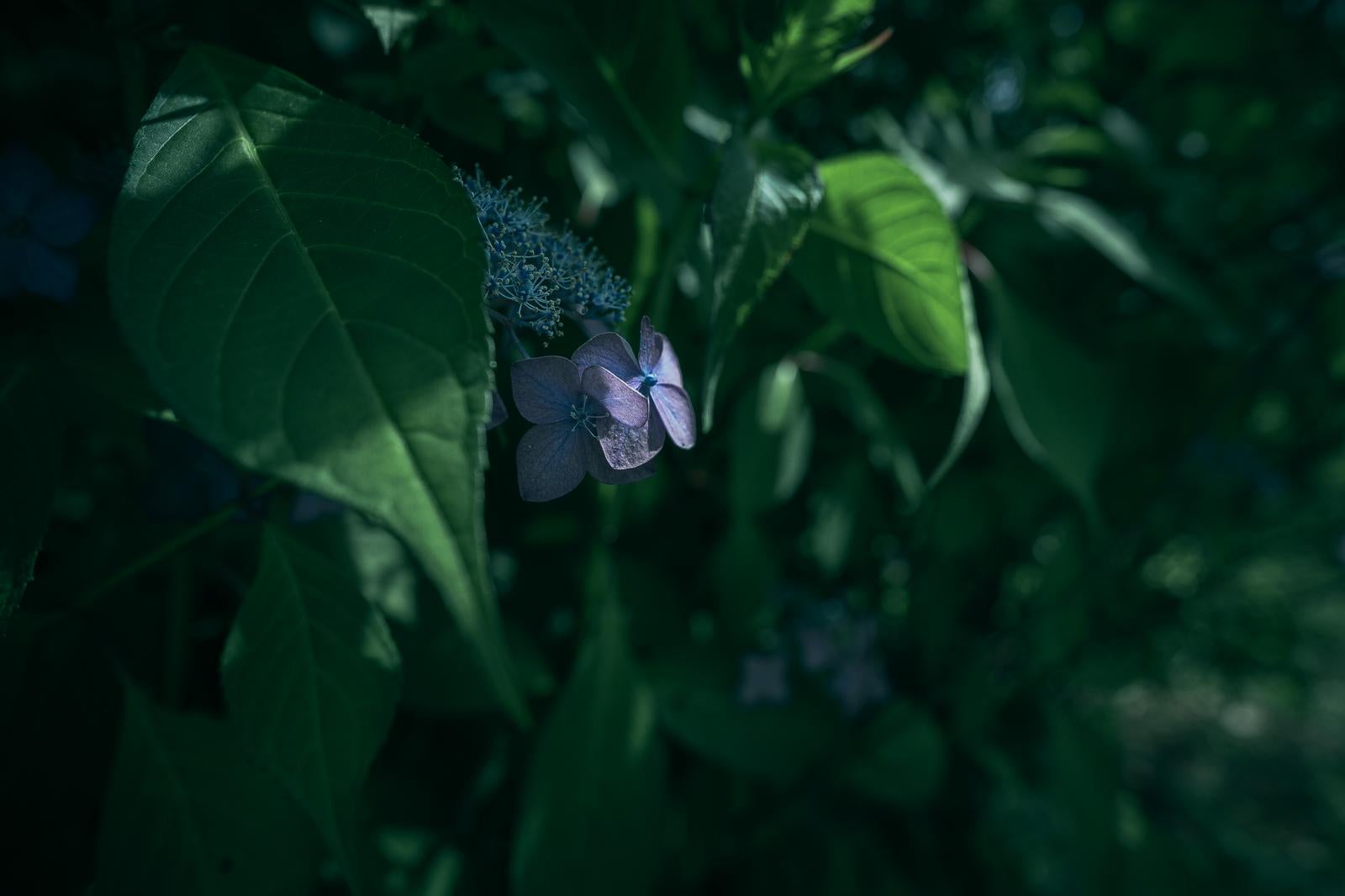 「影の中で日光に照らされている小さな青い紫陽花」の写真