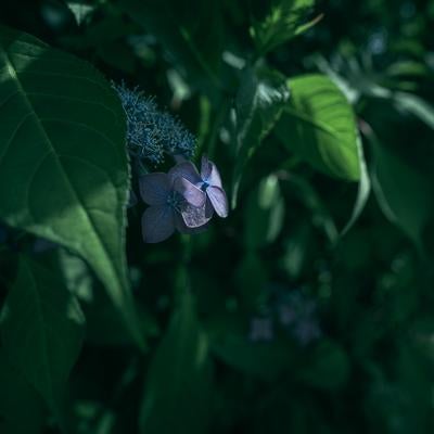 影の中で日光に照らされている小さな青い紫陽花の写真